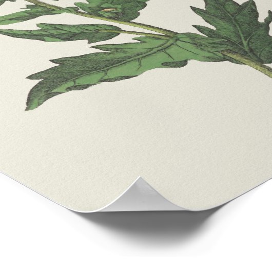 Hembane Wildflower Botanisch Poster (Hoek)