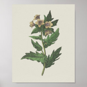 Hembane Wildflower Botanisch Poster
