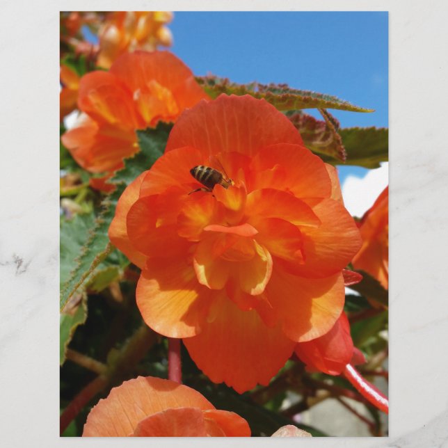 hemel , bloemen en bijen (Voorkant)