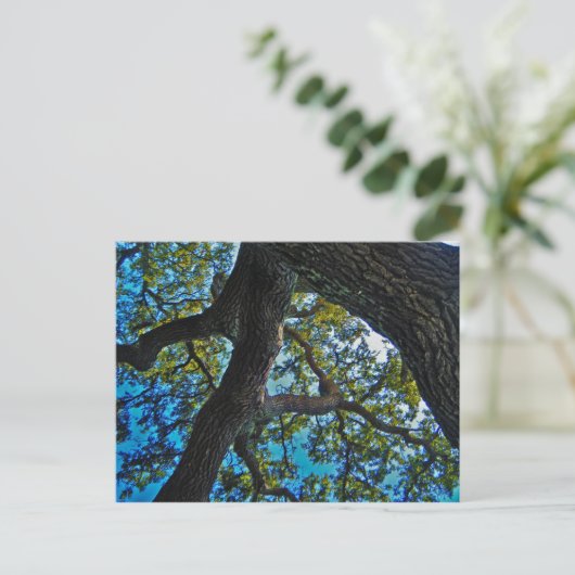 Hemelen het Briefkaart van de Boom van de Grens (Staand voorkant)