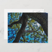 Hemelen het Briefkaart van de Boom van de Grens (Voorkant / Achterkant)