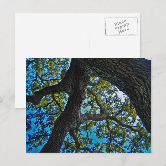 Hemelen het Briefkaart van de Boom van de Grens (Voorkant / Achterkant)