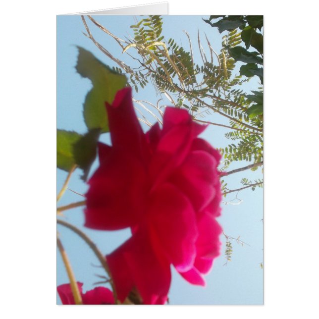 Hemelse Bloei: Een Roos tegen de Hemel (Voorkant)