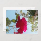 Hemelse Bloei: Een Roos tegen de Hemel Briefkaart (Voorkant / Achterkant)