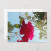 Hemelse Bloei: Een Roos tegen de Hemel Briefkaart (Voorkant / Achterkant)