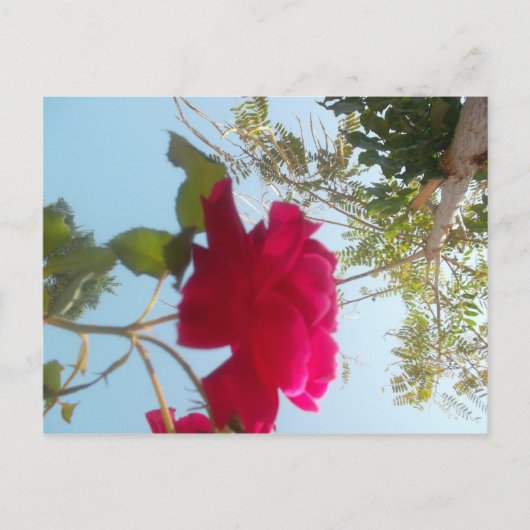 Hemelse Bloei: Een Roos tegen de Hemel Briefkaart (Voorkant)