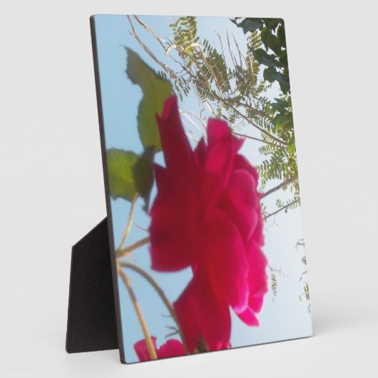 Hemelse Bloei: Een Roos tegen de Hemel Fotoplaat (Zijkant)