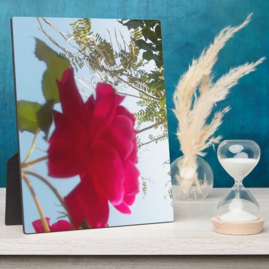 Hemelse Bloei: Een Roos tegen de Hemel Fotoplaat (Zijkant)