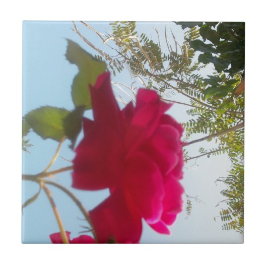 Hemelse Bloei: Een Roos tegen de Hemel Tegeltje (Voorkant)