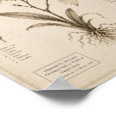 Hemelse Orchidee Victoriaans Botanisch Museum Prin Poster (Hoek)