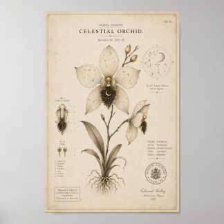 Hemelse Orchidee Victoriaans Botanisch Museum Prin Poster