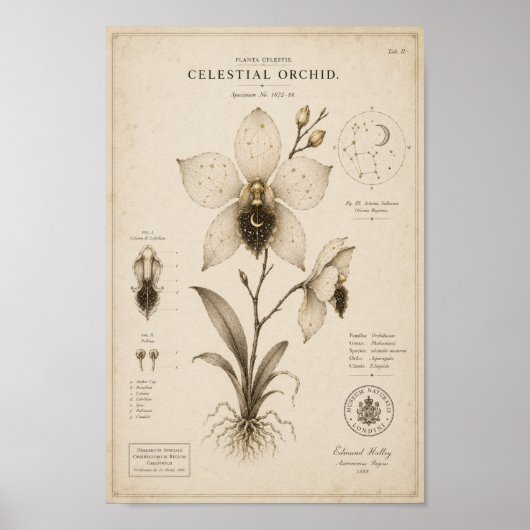 Hemelse Orchidee Victoriaans Botanisch Museum Prin Poster (Voorkant)