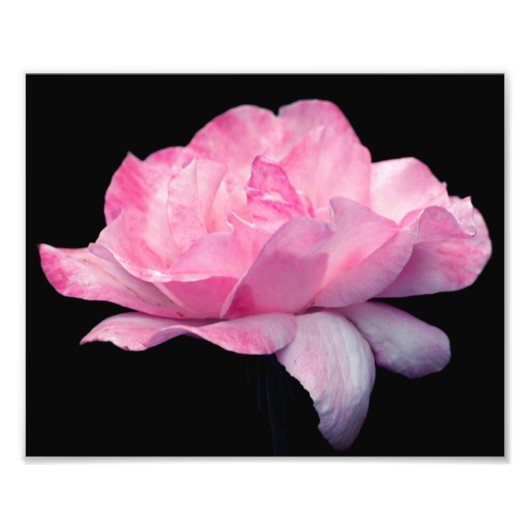 Hemelse Roze Rozenbloem 8x10 Foto Afdruk (Voorkant)