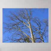 Hemelse Takken Poster (Voorkant)