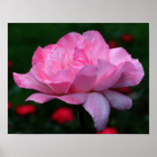 Hemelsroze Roos Bloem Orton Kunst Poster (Voorkant)