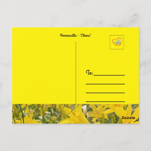 Hemerocallis - Briefkaart "Citrina" (Achterkant)