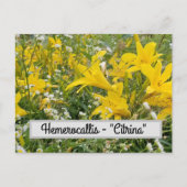 Hemerocallis - Briefkaart "Citrina" (Voorkant)