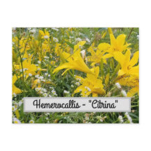 Hemerocallis - Briefkaart "Citrina"