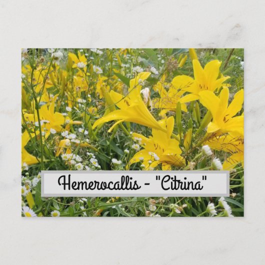 Hemerocallis - Briefkaart "Citrina" (Voorkant)