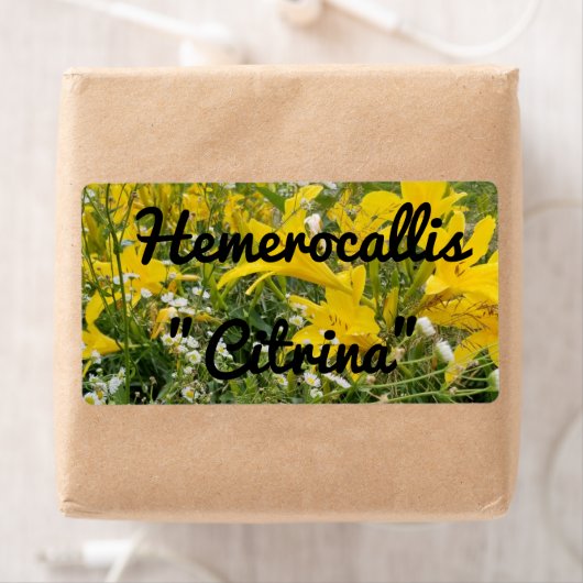 HEMEROCALLIS CITRINA LABEL (Insitu)