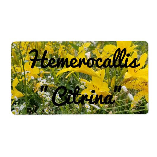 HEMEROCALLIS CITRINA LABEL (Voorkant)