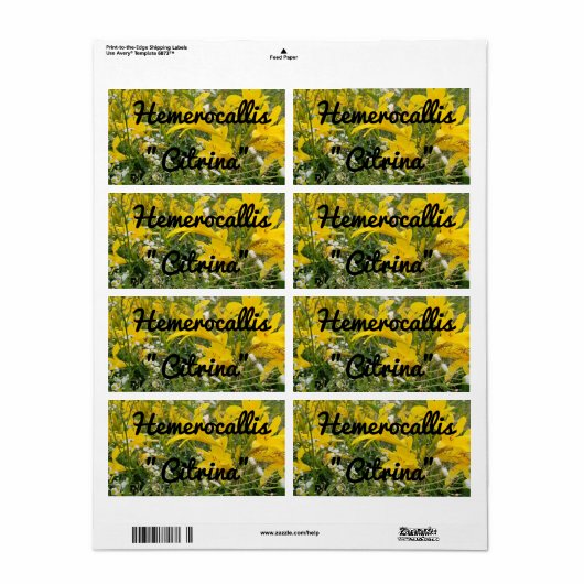 HEMEROCALLIS CITRINA LABEL (Full Sheet)