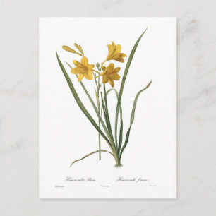 Hemerocallis flava briefkaart
