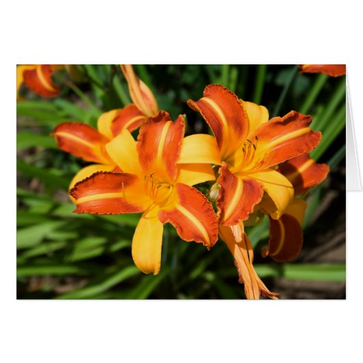 Hemerocallis fulva (Voorkant Horizontaal)