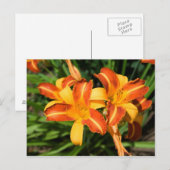 Hemerocallis fulva briefkaart (Voorkant / Achterkant)
