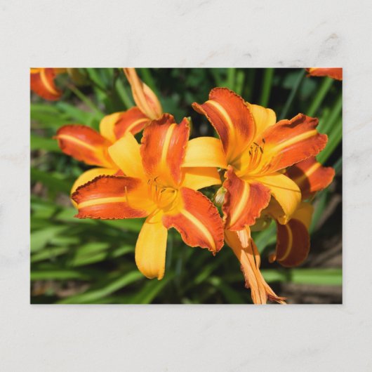 Hemerocallis fulva briefkaart (Voorkant)