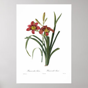 Hemerocallis fulva poster