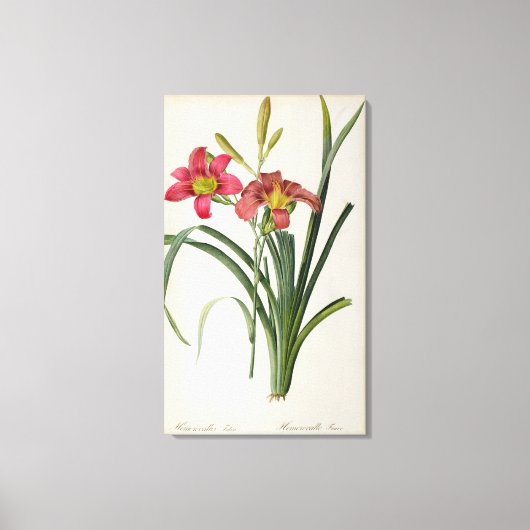 Hemerocallis fulva uit "Les Liliacees", 1805 Canvas Afdruk (Voorkant)
