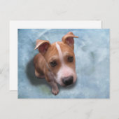 Hemi de Pit Bull Puppy Briefkaart (Voorkant / Achterkant)