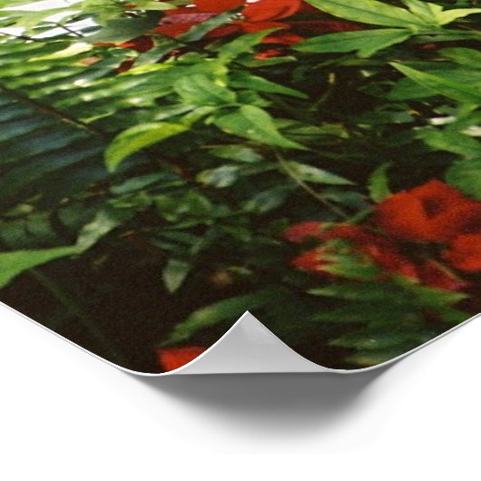 Hemingway cat 1 fontein Drink - Poster en afdrukke (Hoek)