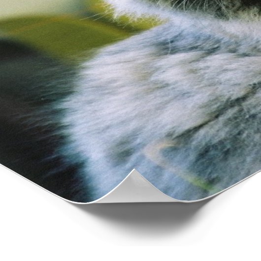 Hemingway cat 2 - Poster & afdrukken (Hoek)