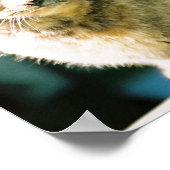 Hemingway Cat 3 - Poster en afdrukken (Hoek)