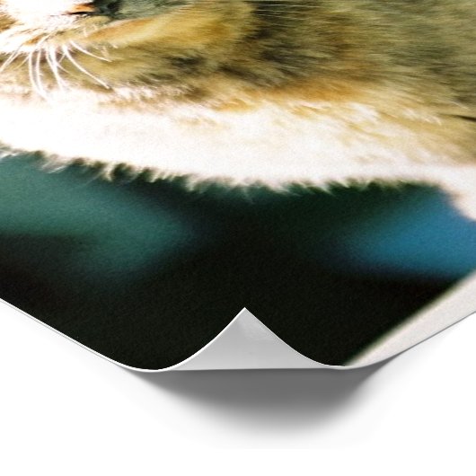 Hemingway Cat 3 - Poster en afdrukken (Hoek)