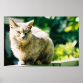 Hemingway Cat 3 - Poster en afdrukken (Voorkant)