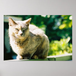 Hemingway Cat 3 - Poster en afdrukken