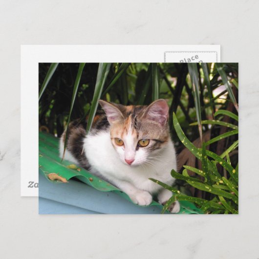 Hemingway Cat Briefkaart (Voorkant / Achterkant)