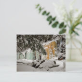 Hemlock & Iceflow, Smart's Brook, Thornton, NH Briefkaart (Staand voorkant)