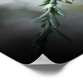 Hemlocktranen Poster (Hoek)