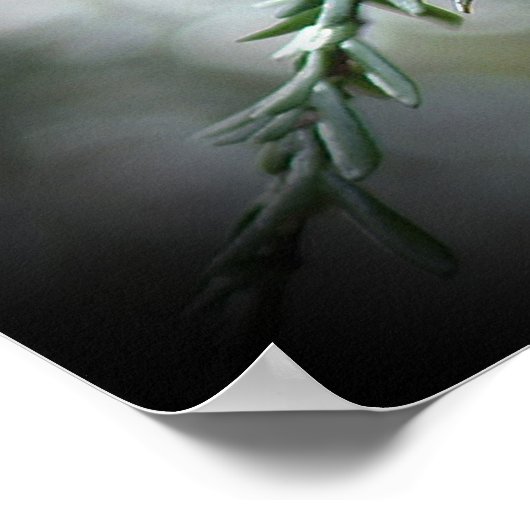 Hemlocktranen Poster (Hoek)