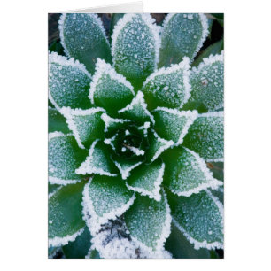 Hen & Chicken succulent met frost in het begin