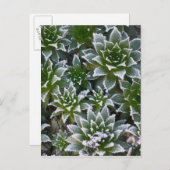 Hen & Chicken succulent met frost in het begin Briefkaart (Voorkant / Achterkant)
