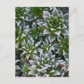 Hen & Chicken succulent met frost in het begin Briefkaart (Voorkant)