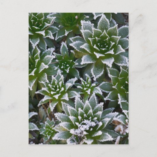 Hen & Chicken succulent met frost in het begin Briefkaart (Voorkant)