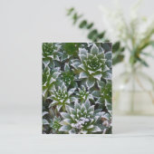 Hen & Chicken succulent met frost in het begin Briefkaart (Staand voorkant)