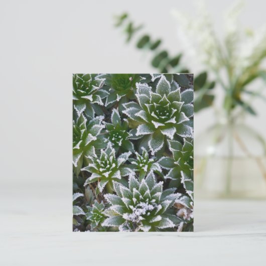 Hen & Chicken succulent met frost in het begin Briefkaart (Staand voorkant)