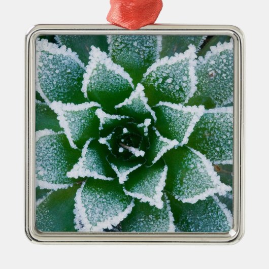 Hen & Chicken succulent met frost in het begin Metalen Ornament (Voorkant)